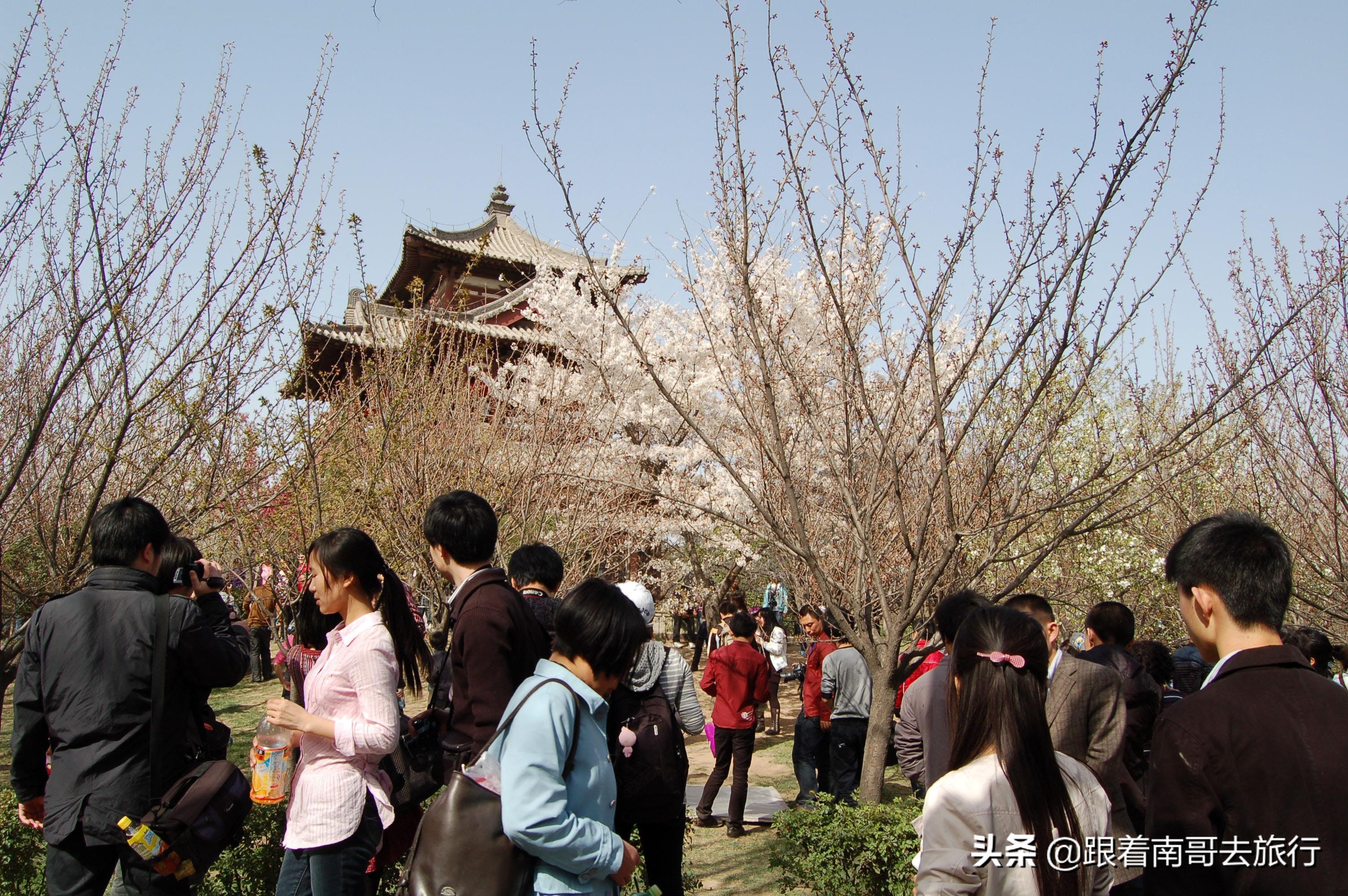 青龙寺为什么这么火，不光因为是十大热门赏花地和中国最美樱花