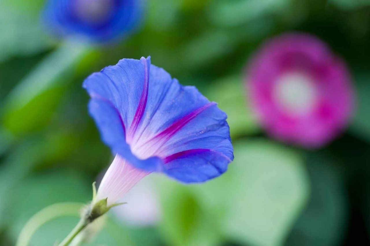 买一点种子就能种出一片牵牛花，四季都可开花，还有蓝色花的品种
