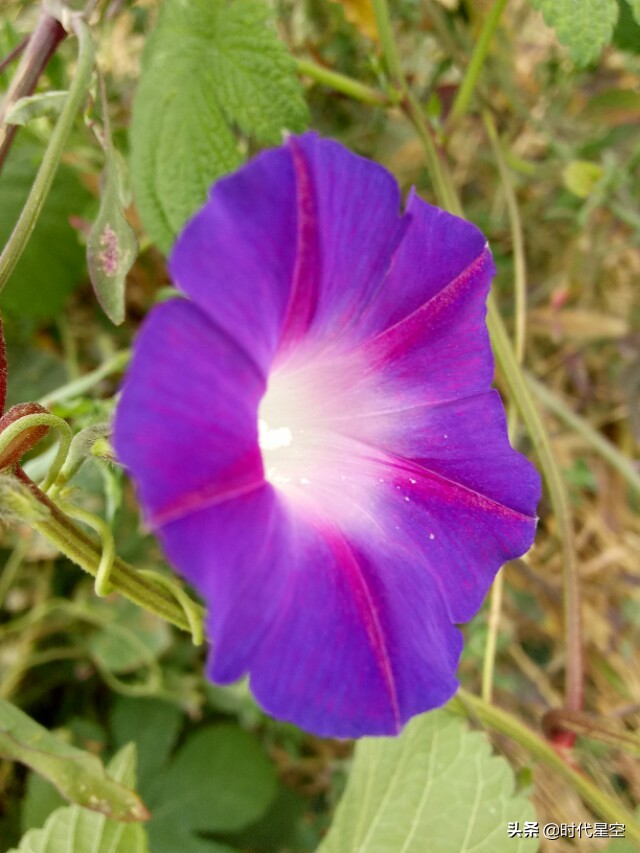 摄影图片:盛开的牵牛花