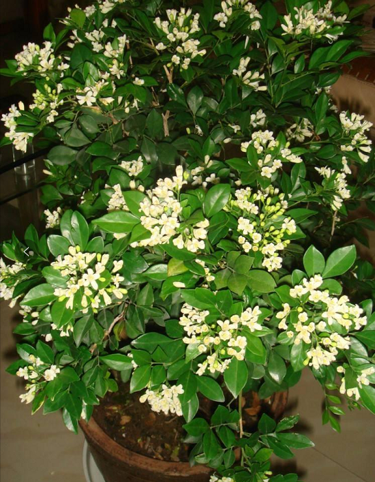 九里香一款外型素雅,开花却满屋飘香的植物,好看好养用处多