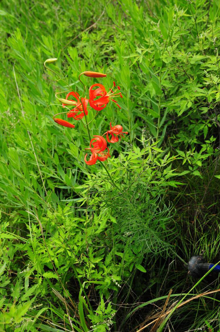 山丹的功效与作用_中成药山海丹作用与功效 - 云林新闻励志网