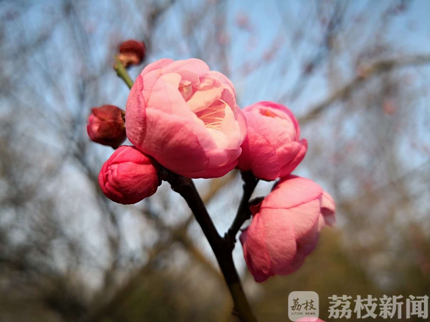 江南无所有，聊赠一枝春，南京梅花山的梅花悄悄地绽放了！