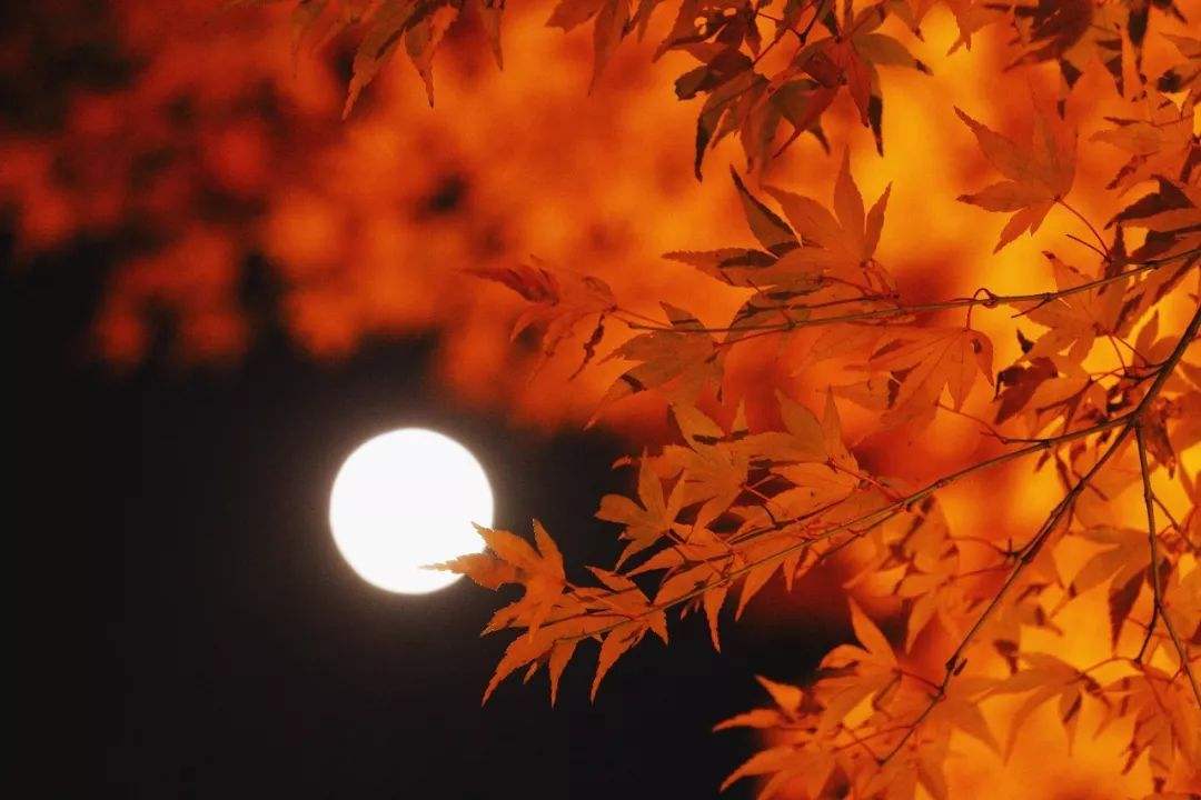 这首《十五夜望月寄杜郎中》，写诗人中秋望月的幽思，不比苏轼差