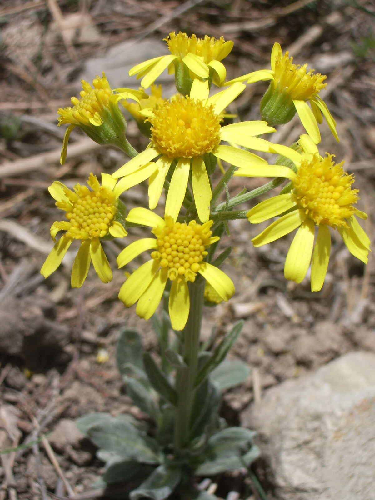 狗舌头草的作用功效中药材蛇舌草