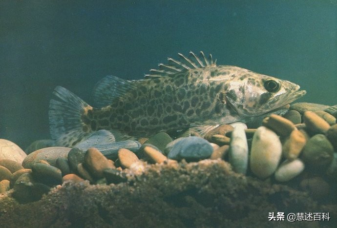中国四大名鱼-松江鲈、黄河鲤、兴凯湖鲌、松花江鳜，你认识吗？
