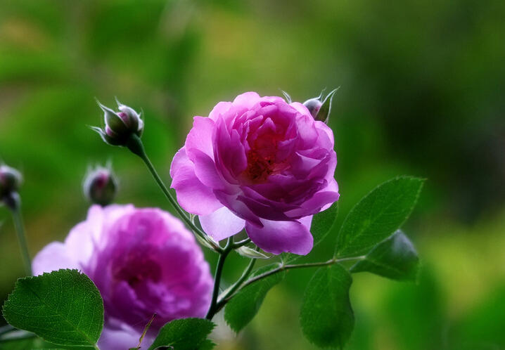 蔷薇花娇嫩花瓣一层层，养在庭院丛丛开花，邻居真开眼