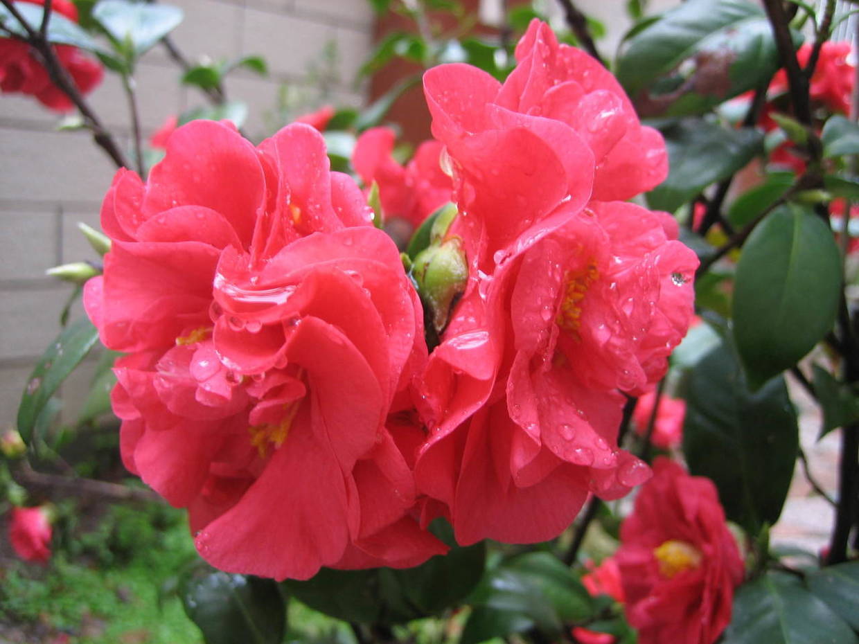 花色红多花型硕大，冬天还能盛开的“山茶花”，养起来真简单
