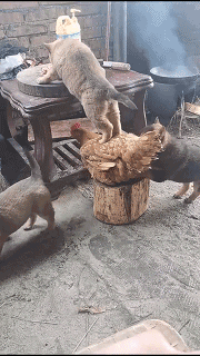 搞笑GIF图片：借鸡行事，非常厉害了！