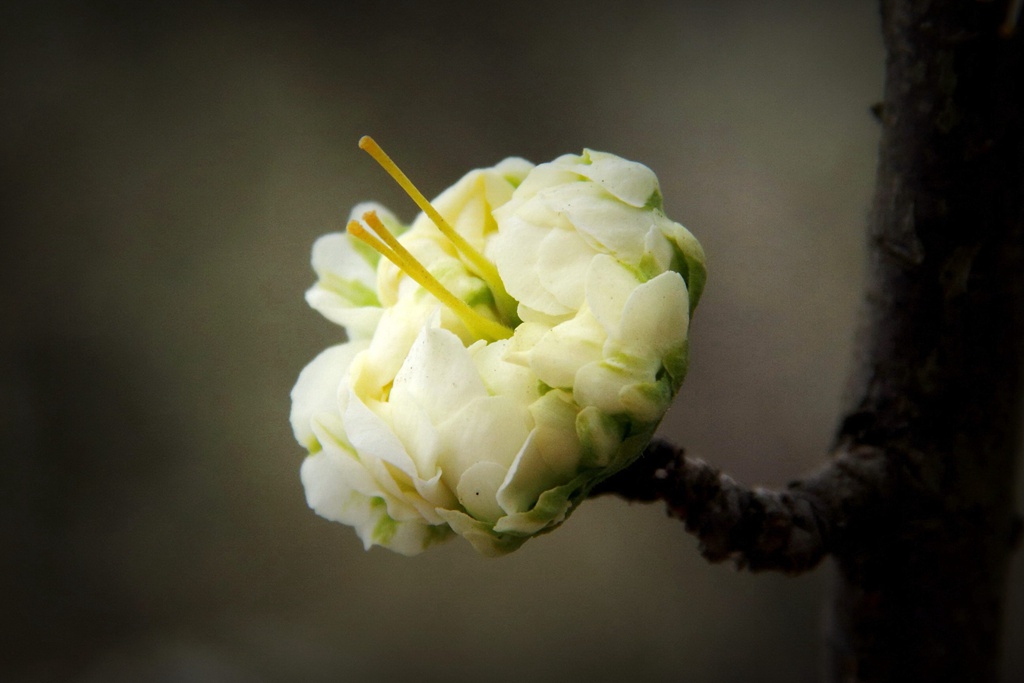 白梅花别名绿萼梅_绿梅花 绿萼梅
