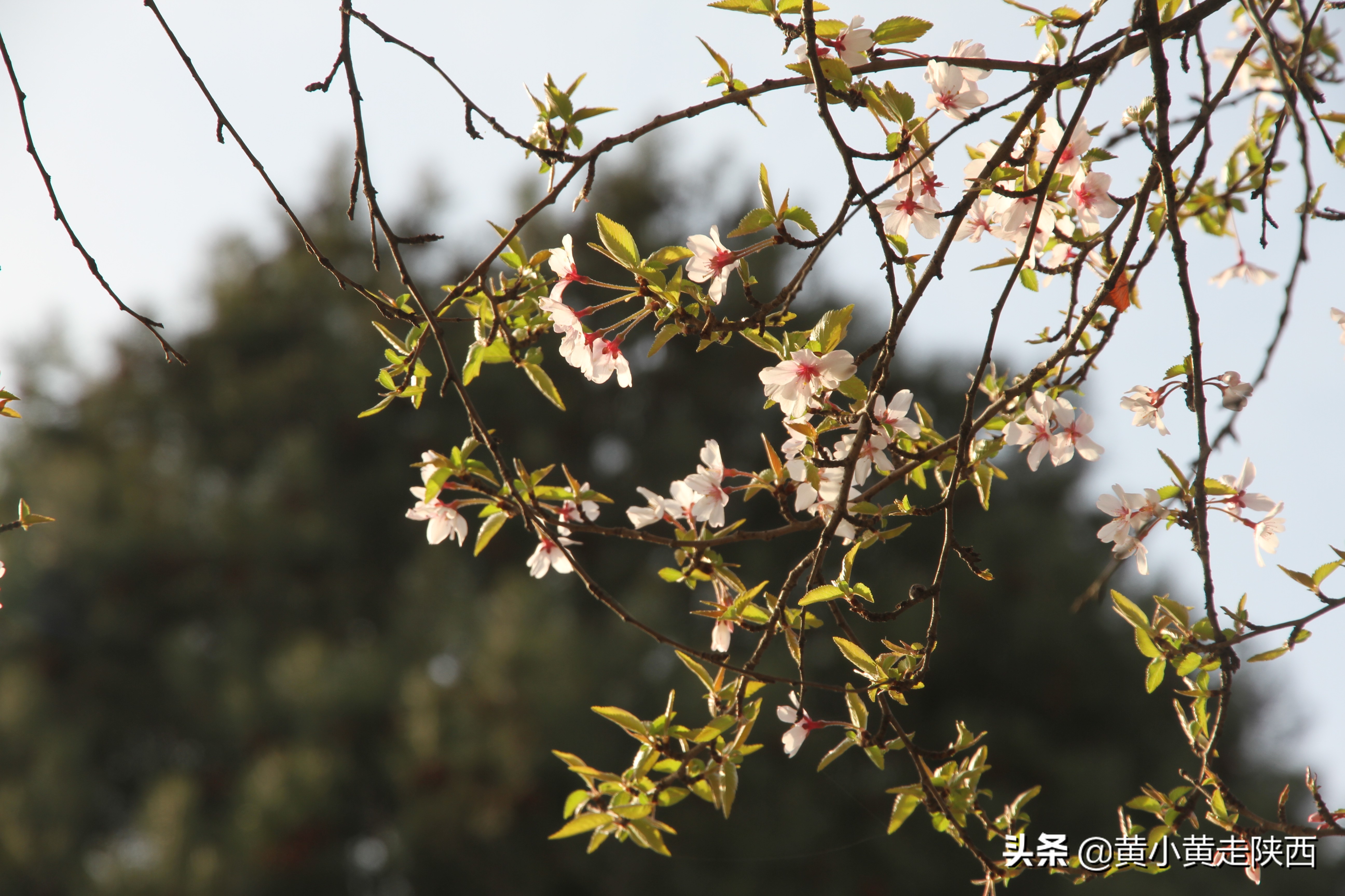 樱花开了！中国十大赏樱地之一的青龙寺，美翻了整个西安！