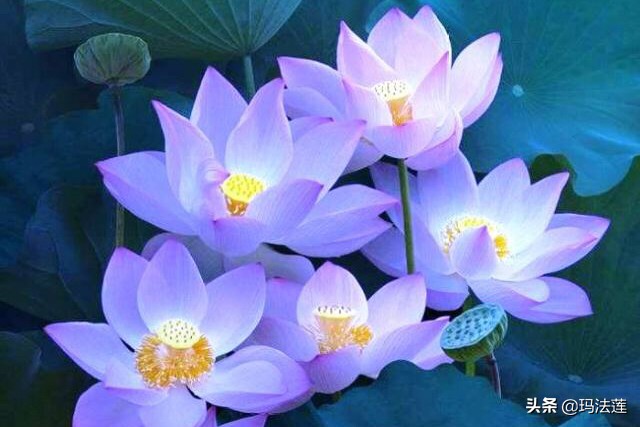 「赏图对句」上联：水中莲花朵朵美 趣对下联？