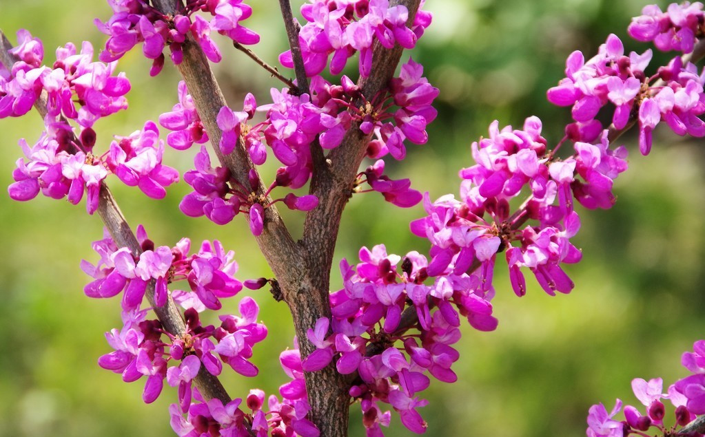 树上开紫色的花是什么树紫荆花有几朵花瓣