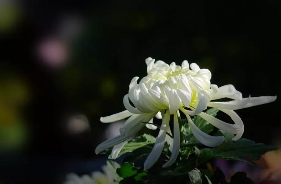 【诗词鉴赏】古诗词里的白菊，洁白如玉，清高脱俗！