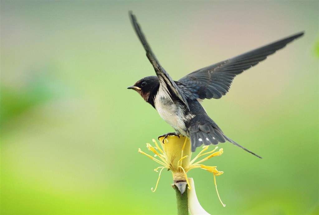 试管怀孕!燕子进屋来有什么兆头"孕妈咪网"-第2张图片-木瓜博客