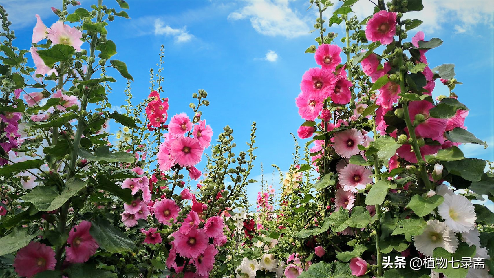 蜀葵花花期_蜀葵的花期 - 成语词句网