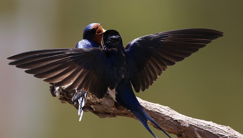 春天来了,燕子飞回来了 燕语呢喃,好美!好亲昵!好温馨!