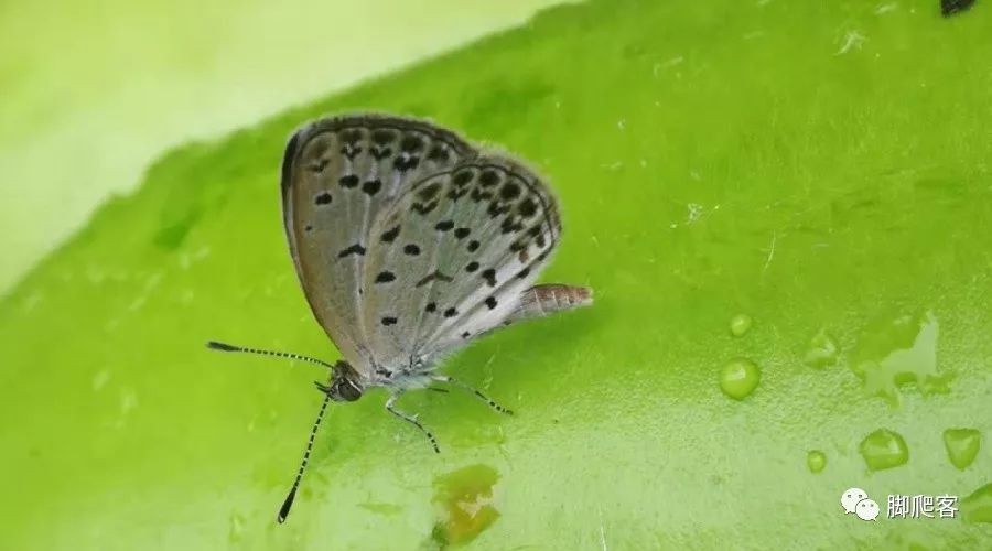 荫眼蝶玉带黛眼蝶直带黛眼蝶白伞弄蝶黄襟弄蝶黄纹孔室弄蝶纬带趾弄蝶