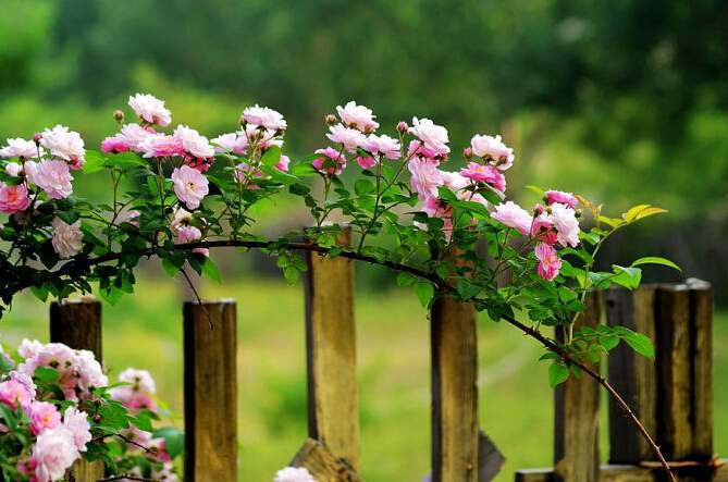 蔷薇花娇嫩花瓣一层层，养在庭院丛丛开花，邻居真开眼
