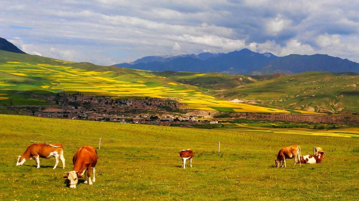 东嶂草原等,其中大马营草原位于祁连山与焉支山之间,属于甘肃张掖山丹
