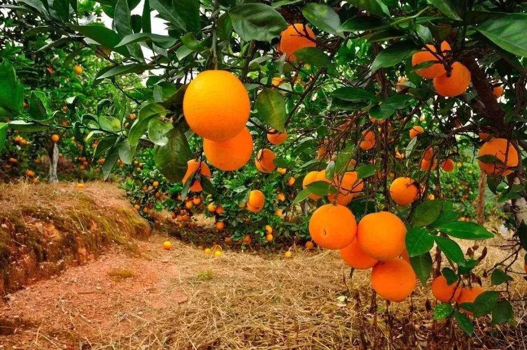 苏轼诗句“一年好景君须记，最是橙黄橘绿时”写的是什么季节？