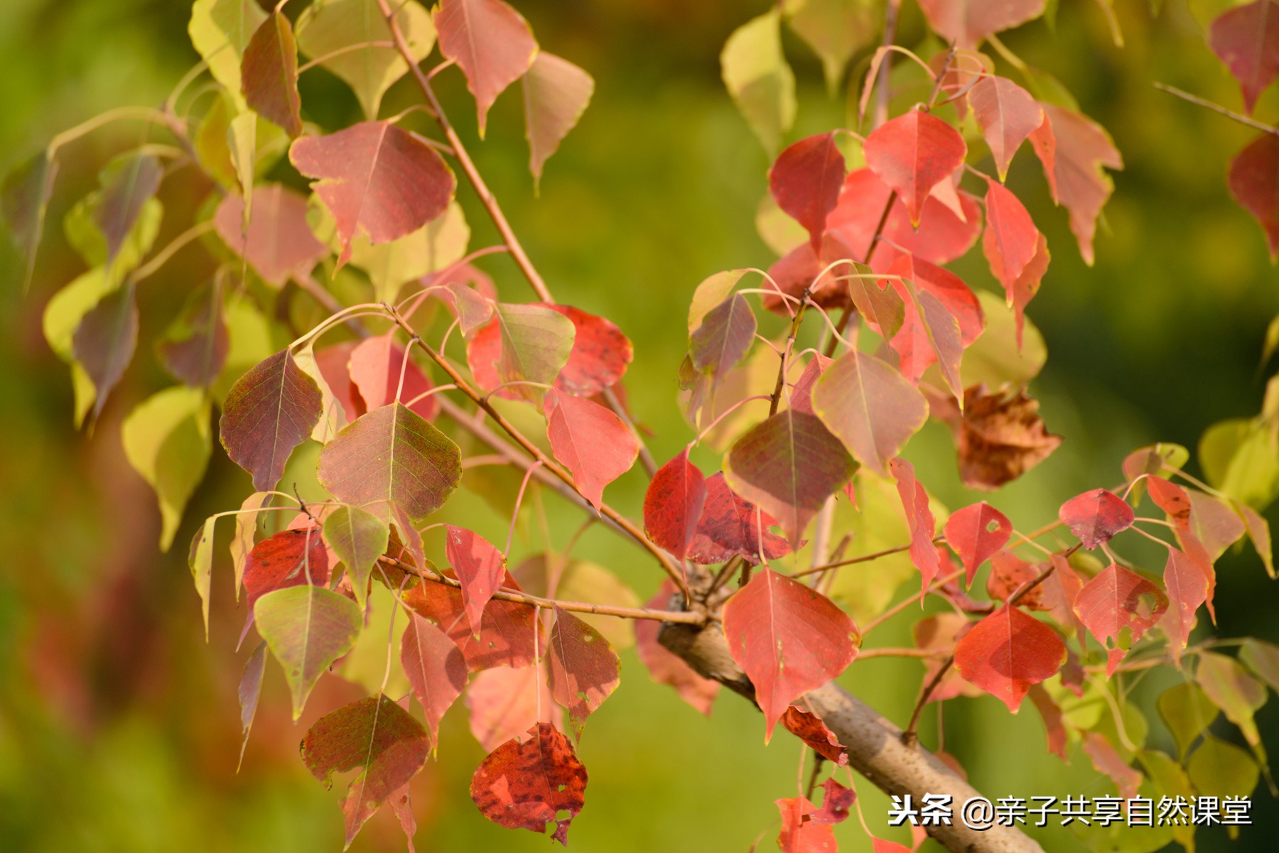 乌桕树,丛植,单株都具观赏性.丛植,绚烂无比;单株,婷婷袅袅,树形优美.