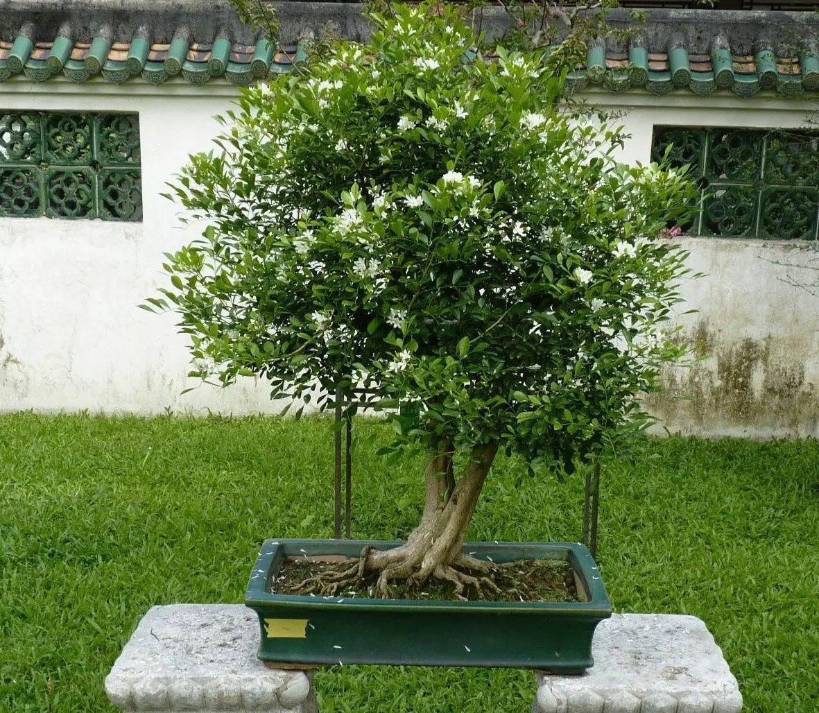 九里香还不开花?简单"3招",花开满枝,好看芳香,成大气盆景