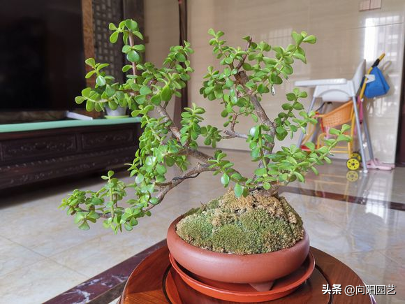 养护金枝玉叶,学会修剪是关键,一年变成小老桩,价值翻番