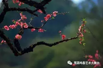 【原创歌词】孔雀东南飞（外二首）||作词/孙乐芳 主播/春雨