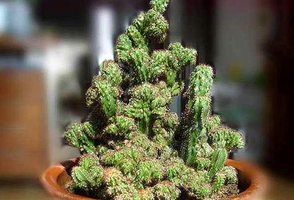 仙人掌刚长出来的时候是绿色的仙人掌类青石山图片