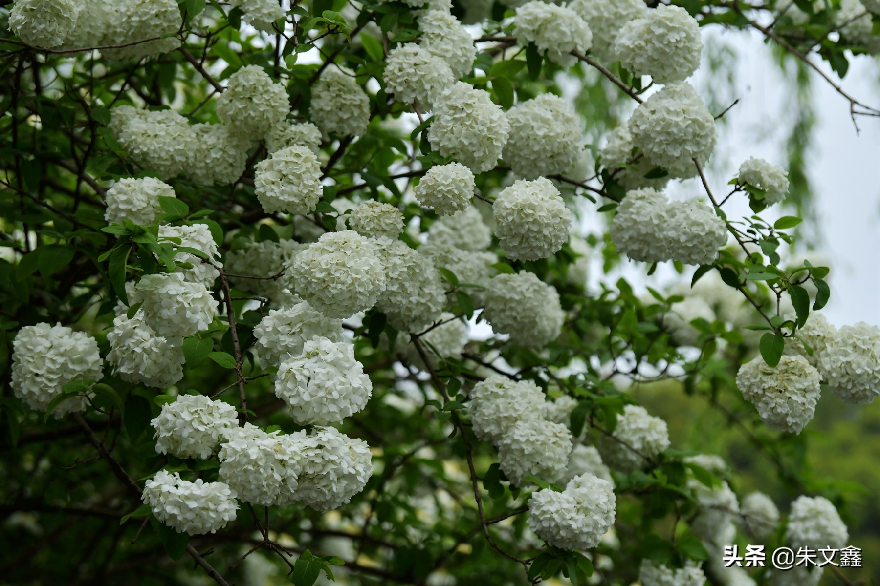 隋炀帝的最爱琼花,原来在扬州瘦西湖