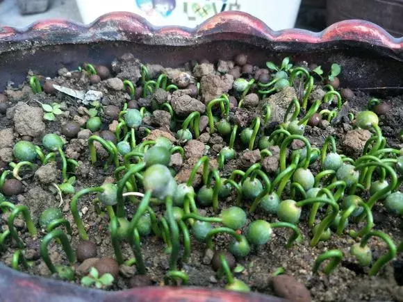 罗汉松太贵别买，剪根枝，丢颗籽，1个月长满一大盆，挺拔翠绿