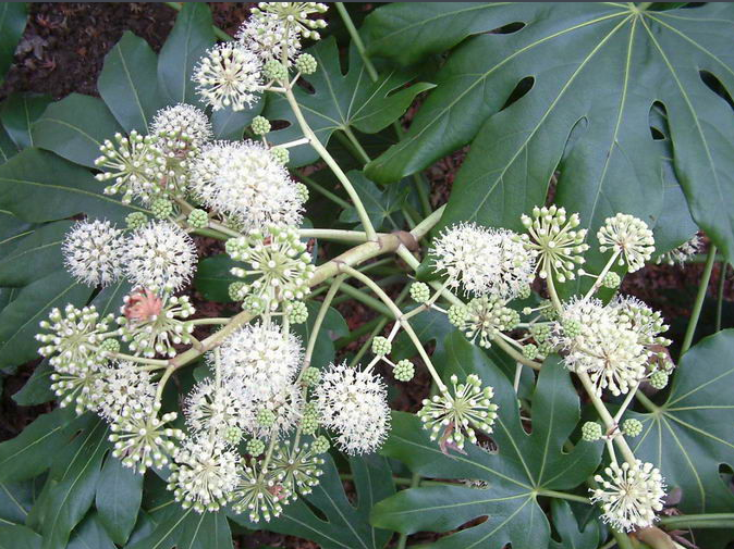 通草,别名寇脱,离南,活莌,倚商,花草等,为五加科植物通脱木的茎髓.