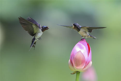 春风吹来了燕子_燕子呢喃细语