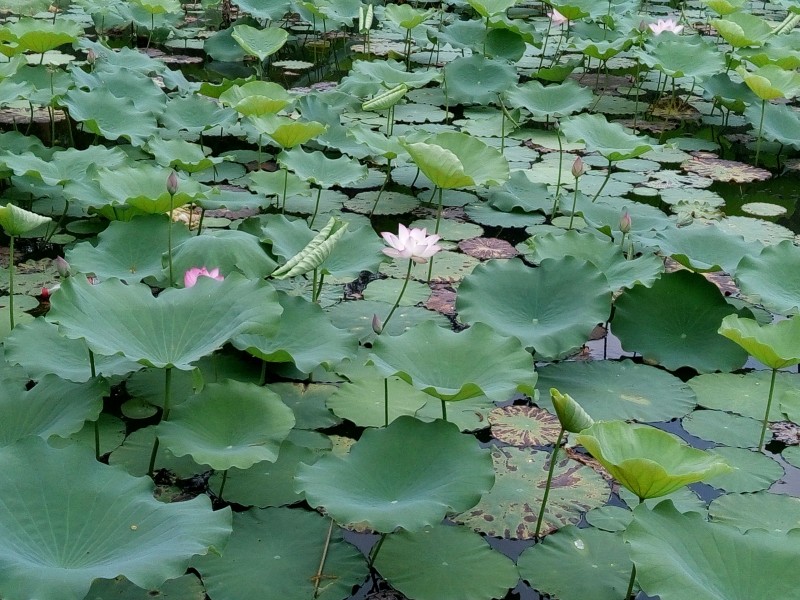 减字木兰花的韵律要求_减字木兰花如何押韵
