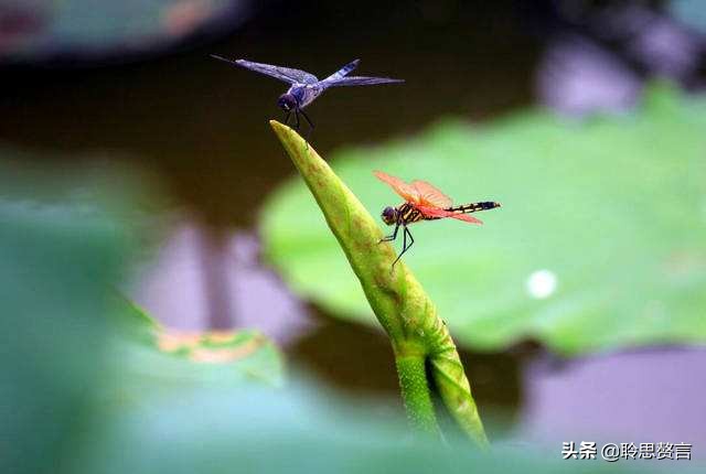 蜻蜓诗词精选一十六首 小荷才露尖尖角，早有蜻蜓立上头