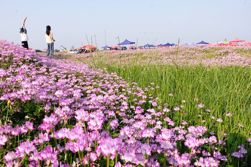 不负好春光，一天五千游客打卡汨罗江国家湿地公园