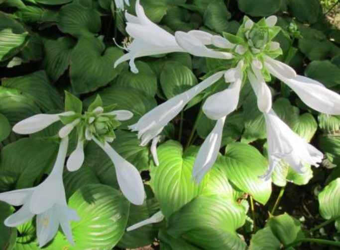 玉簪花长什么样玉簪花的诗句