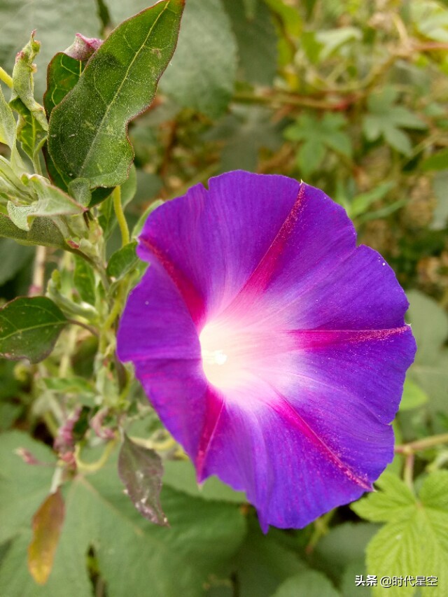 摄影图片:盛开的牵牛花