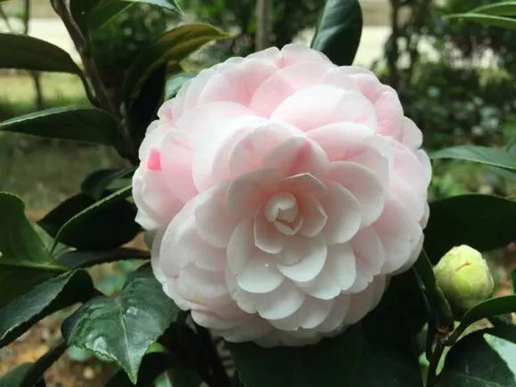 山茶花品种:雪塔山茶花品种:烈香山茶花品种:花牡丹山茶花品种:高帽子