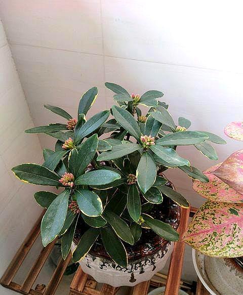 瑞香花怎么养叶子又嫩又绿_瑞香能不能放室内养 什么时候开花 - 成语