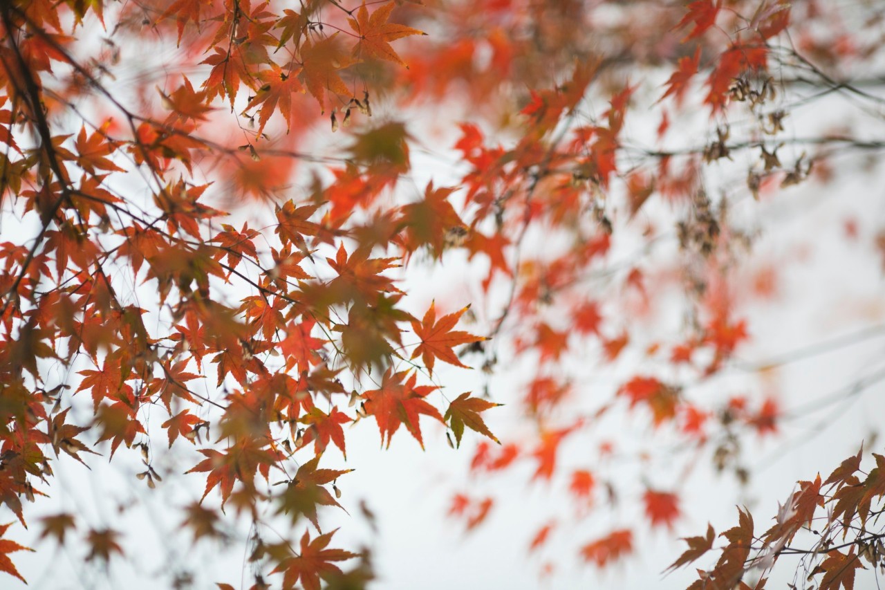 李清照诗词里的秋天，美到极致，也愁到极致