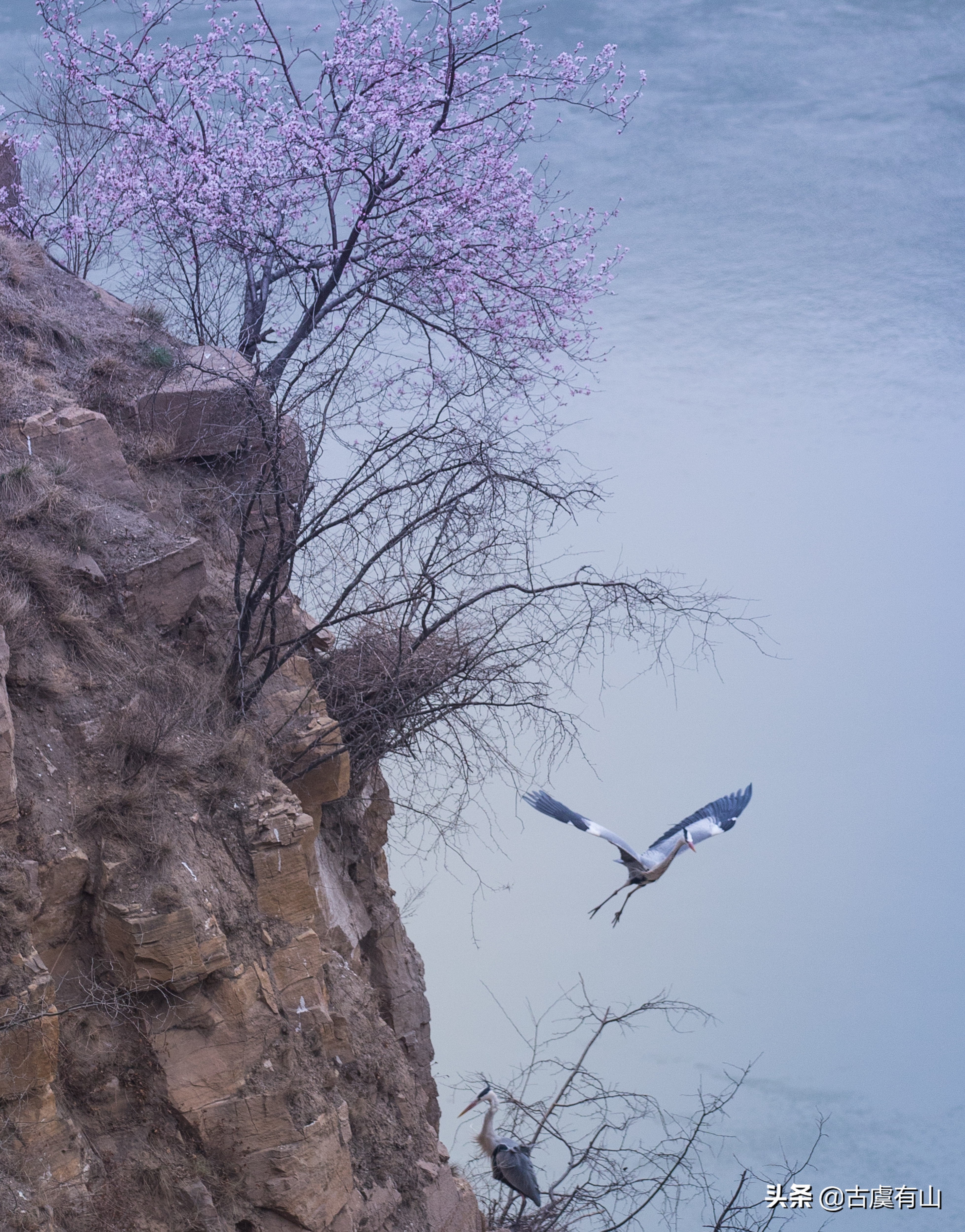 西塞山前白鹭飞什么流水鳜鱼肥西塞山前白鹭飞桃花流水鳜鱼肥是什么诗