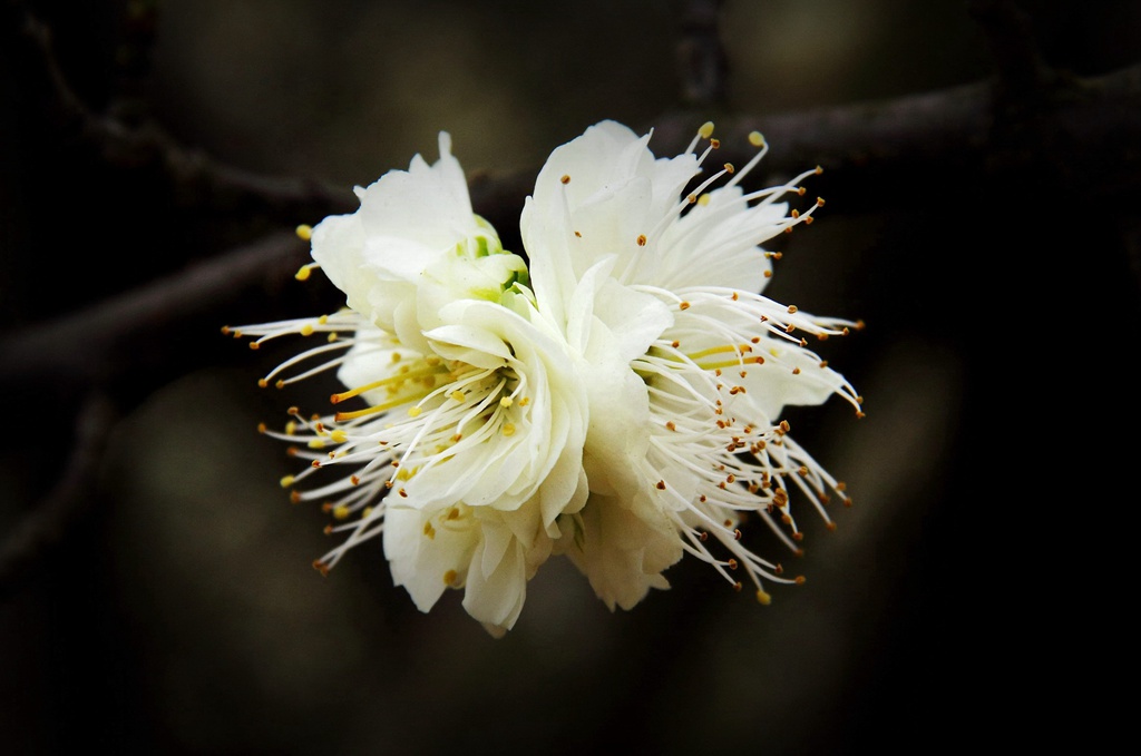 白梅花别名绿萼梅_绿梅花 绿萼梅