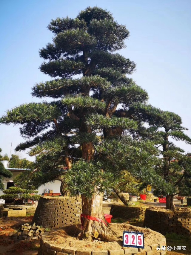 精品造型罗汉松经典造型赏析