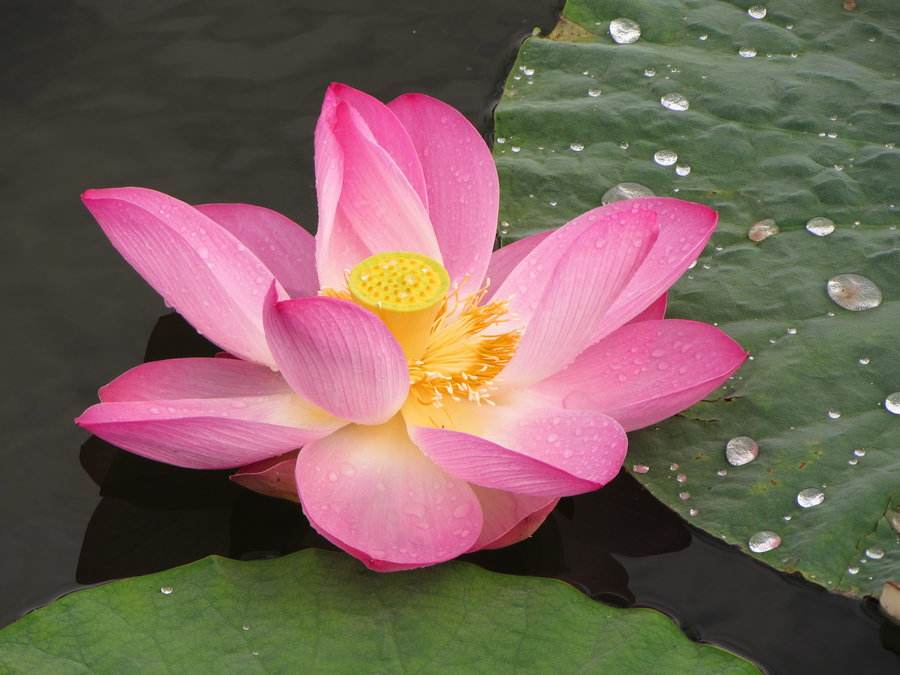 这4种花，是“佛教花”，被称为见花见“吉祥”，您养过吗