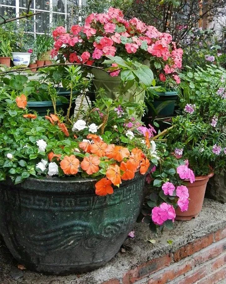 家里大水缸就适合养花，装满水放在院子里，轻松打造一个小池塘！