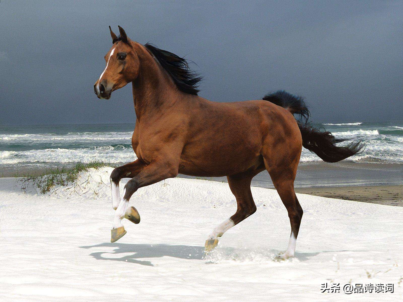 李贺最清新脱俗的一首诗,整首诗立意不俗,看似写马实则表达人生