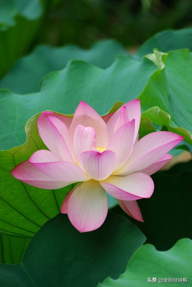 大雄宝殿中,佛祖端坐在莲花宝座之上,慈眉善目,莲眼低垂;西方三圣的阿