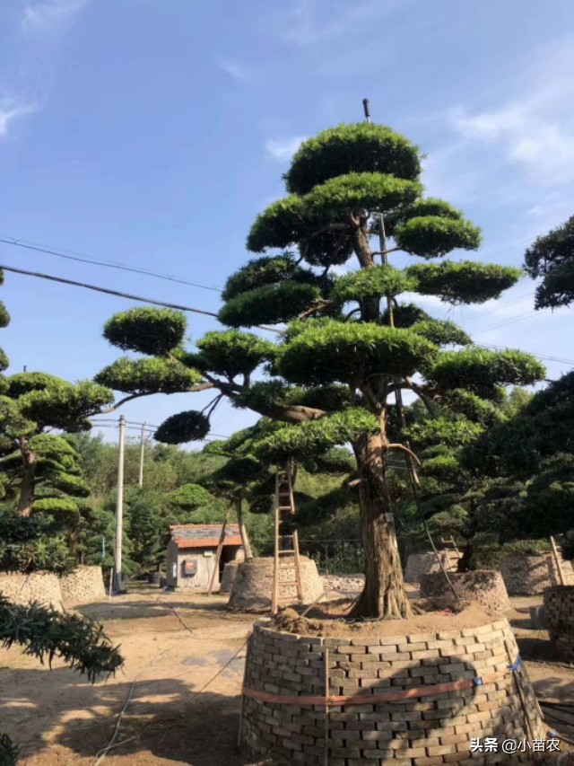 精品造型罗汉松经典造型赏析