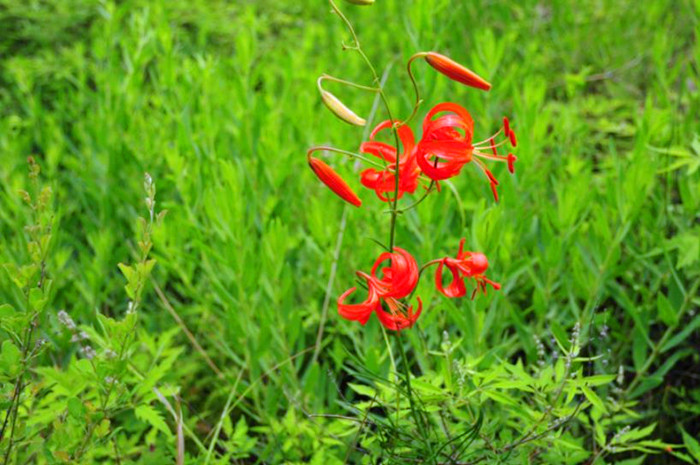 乡下这野花叫“山丹丹”，过去很少人知道它，如今却异常珍贵